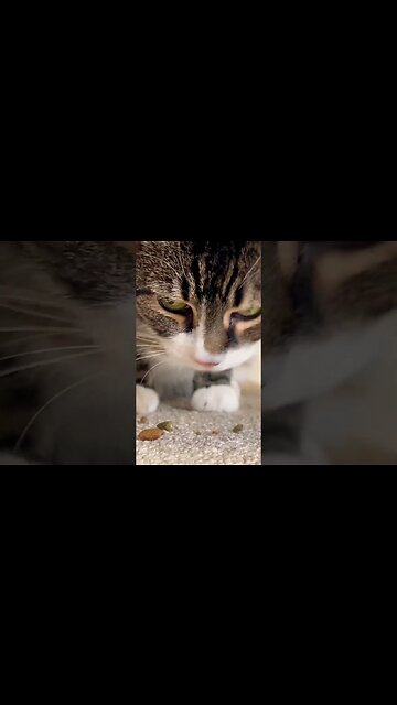 ASMR Cat Purring While Eating #catasmr
