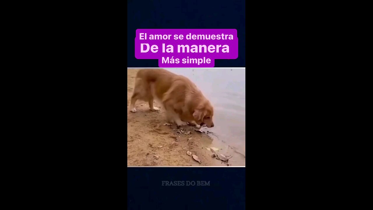 Love animals