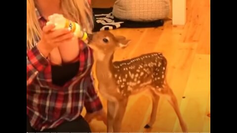 animal funny video2