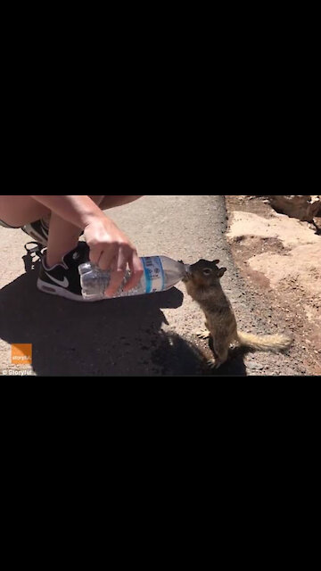 Squirrel begs for water bottle and goes viral (Squirrel asking for water)