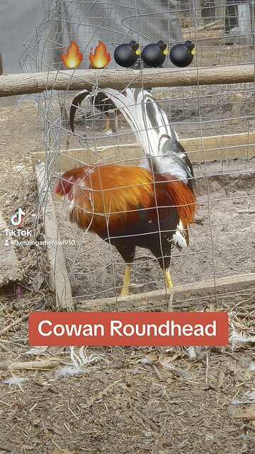 Cowan Roundhead cock #gamefowl #gamefowlbreeder #gallos