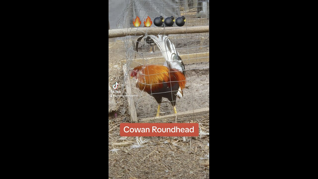 Cowan Roundhead cock #gamefowl #gamefowlbreeder #gallos