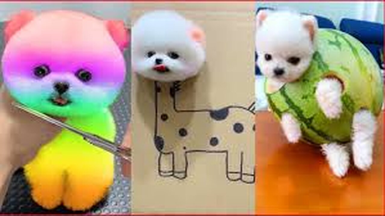 Funny Animal Videos | The best funny pet videos!