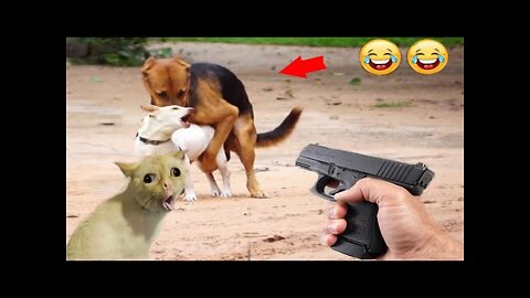 #funny #cute ❤ #dogs and #cats 🐶🐱 part 4