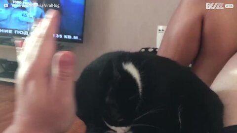 Gato recebe carinho de uma forma hilária