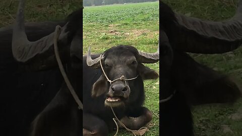 মহিষের সাথে হঠাৎ দেখা হলো। #animals