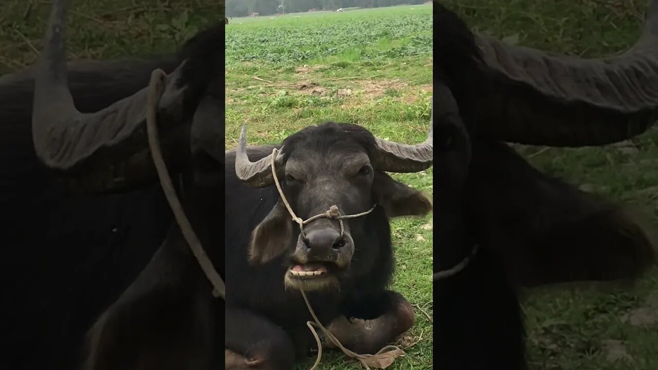 মহিষের সাথে হঠাৎ দেখা হলো। #animals