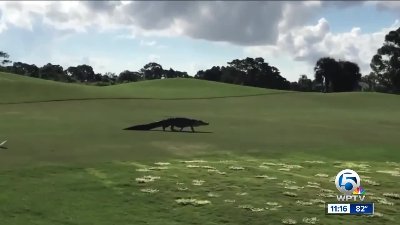 Gator crashes Steve Weagle's golf game