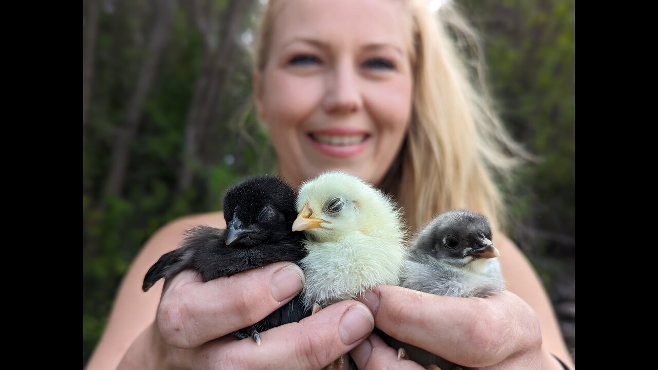 Baby Chicks are Here!