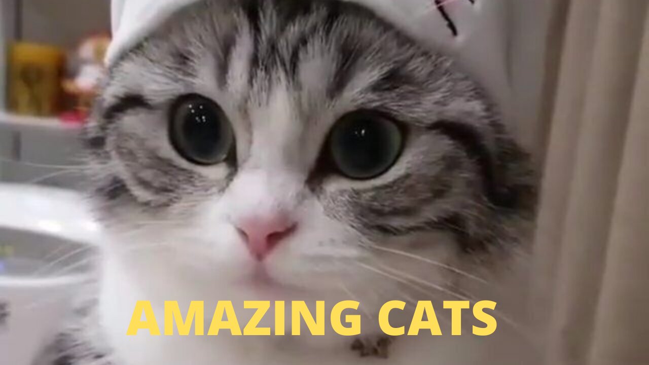 Amazing Cats Cute Cats Beautiful Cats