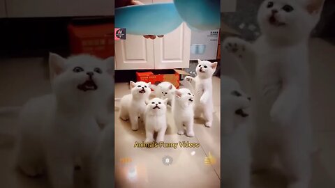 Cute Pie Little Kitty Squad Hungry Cute Animals Compilation 2023 Animals Funny Videos #shorts