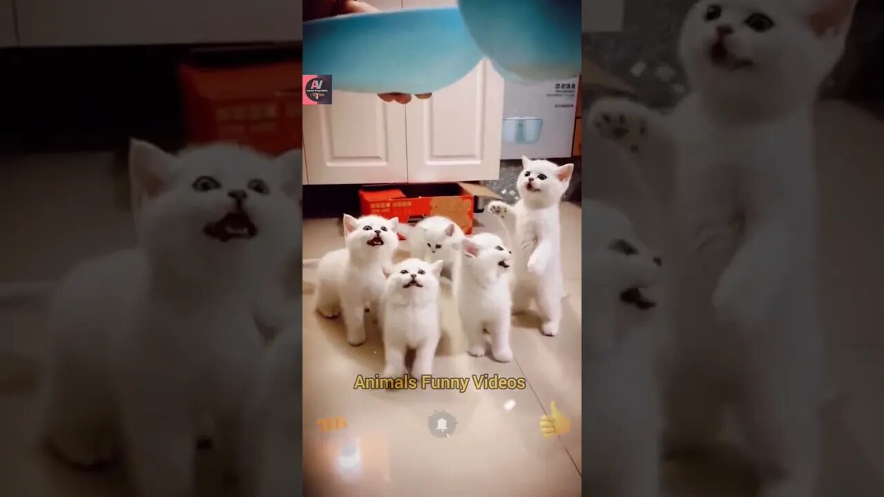 Cute Pie Little Kitty Squad Hungry Cute Animals Compilation 2023 Animals Funny Videos #shorts