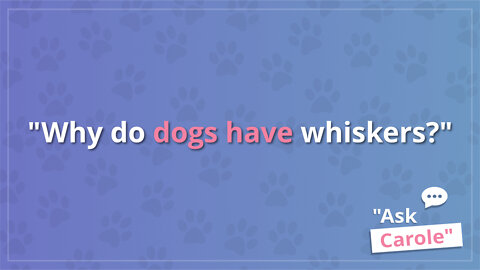 Why do dogs have whiskers?