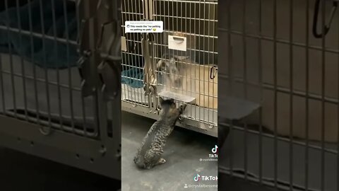 Cat Wants To Pet Other Animals At The Vet