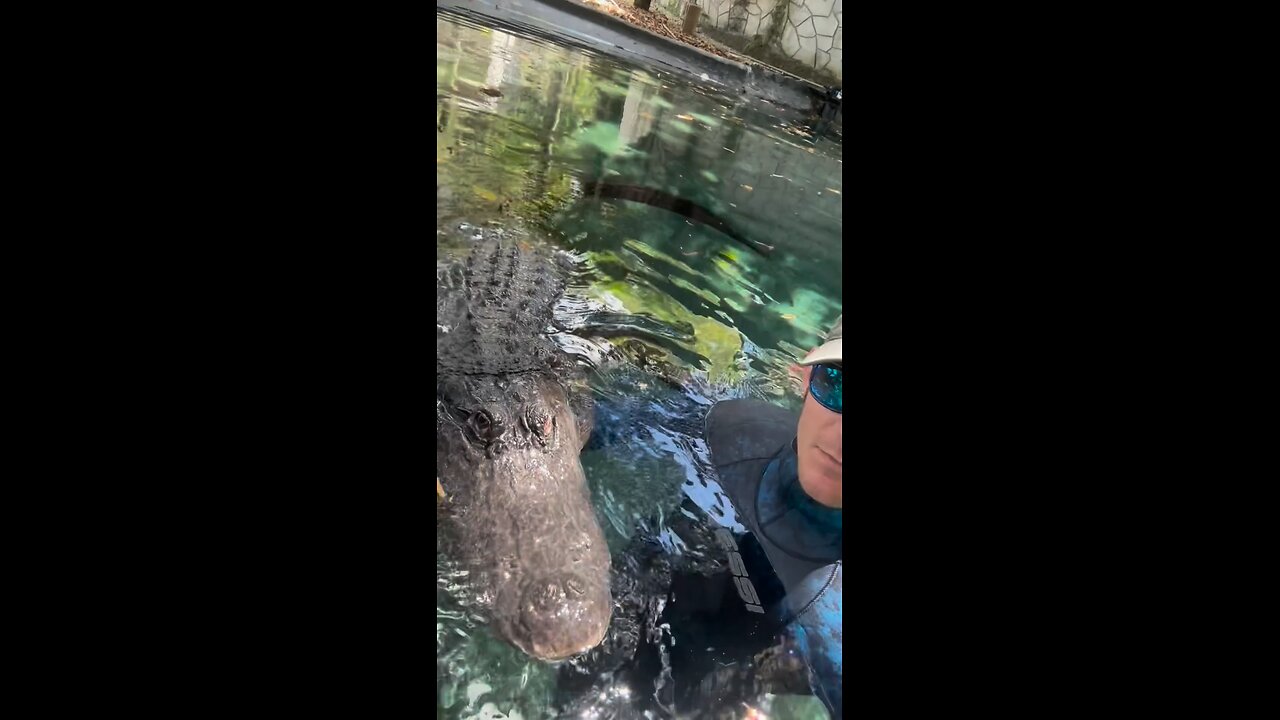 crocodile 🐊🐊