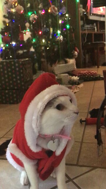 Santa Claws