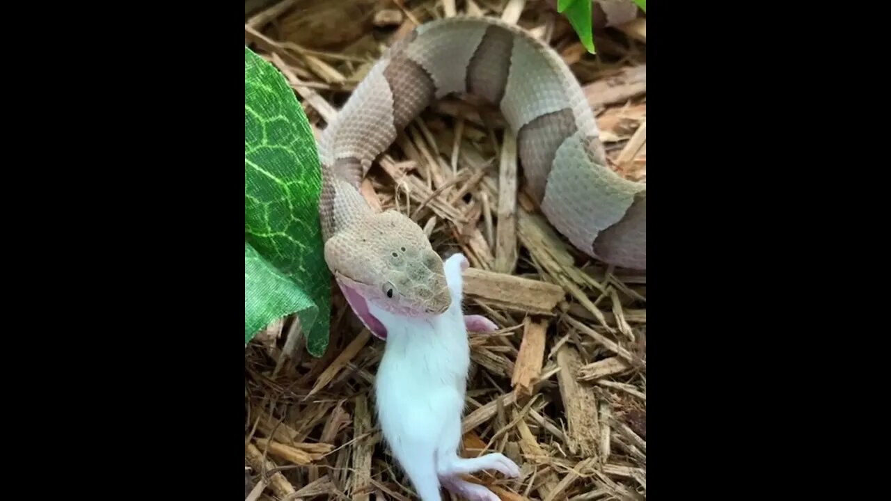 😳😱Dangerous Nature's status ❤️ |🐍🐍 Snake nature WhatsApp Status | amazing nature video #shorts(1)