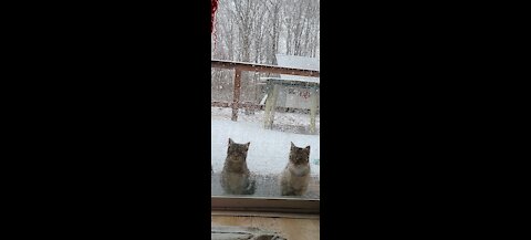 Snow In The Land Of Pleasant Livin'