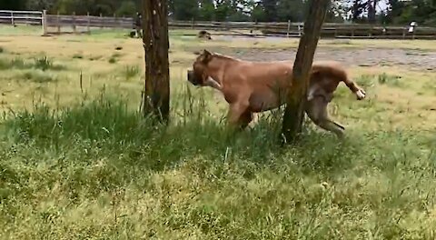 Rumble / Dogs & Puppies - German Shepherd Attacks Pitbull [OFF LEASH DOG PARK]