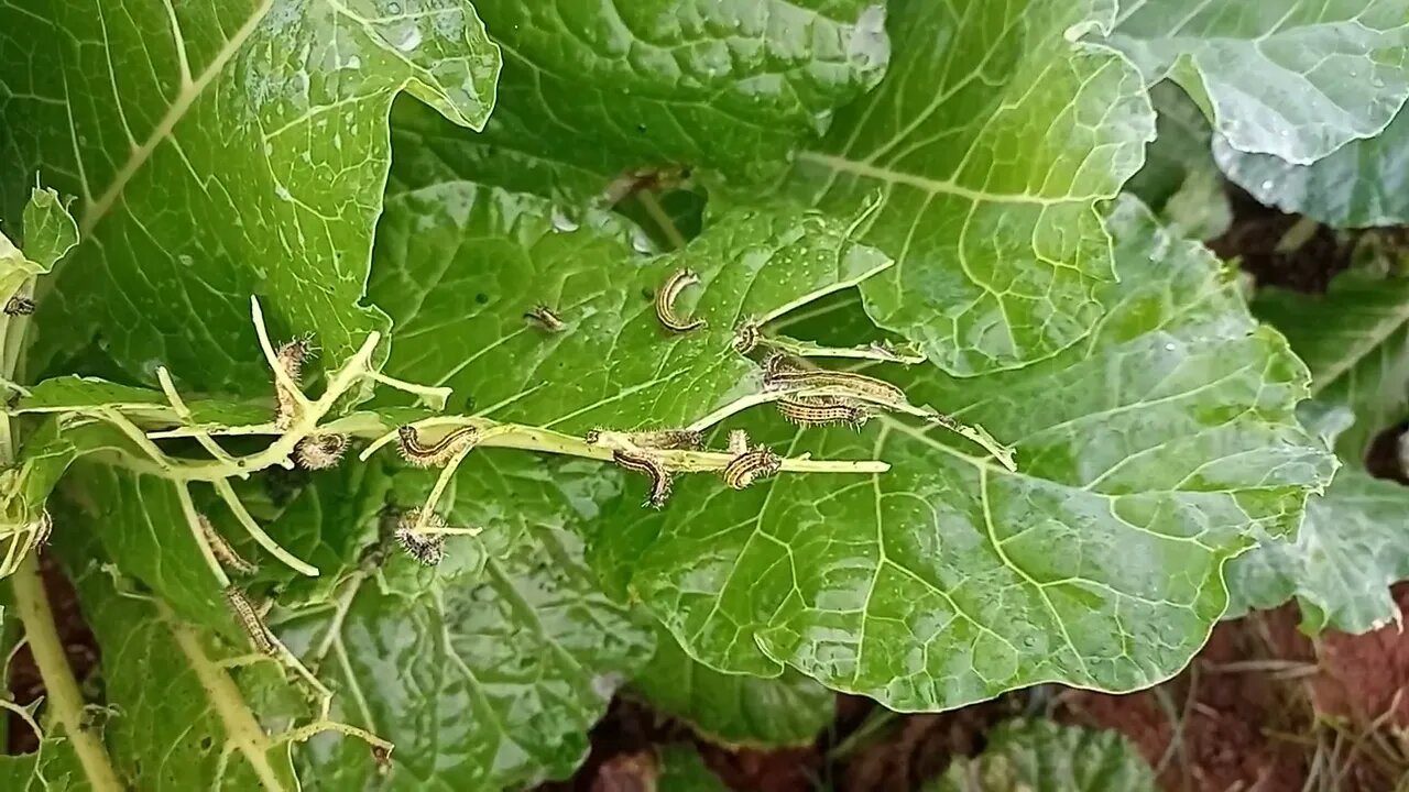 como matar "lagarta" da couve 🐛🐛🐛em apenas 1👈 segundo e de forma muito fácil#SHORTS