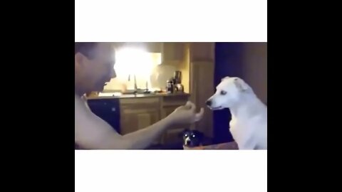Dog confused by magic trick