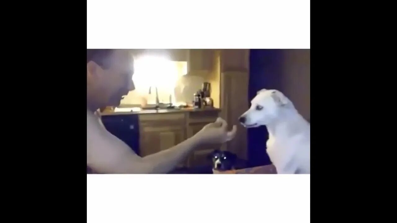 Dog confused by magic trick