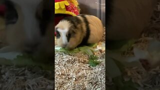 Guinea pig Svea munching some lettuce