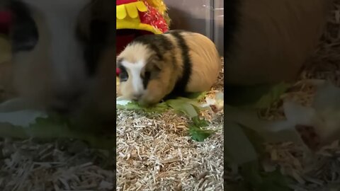 Guinea pig Svea munching some lettuce