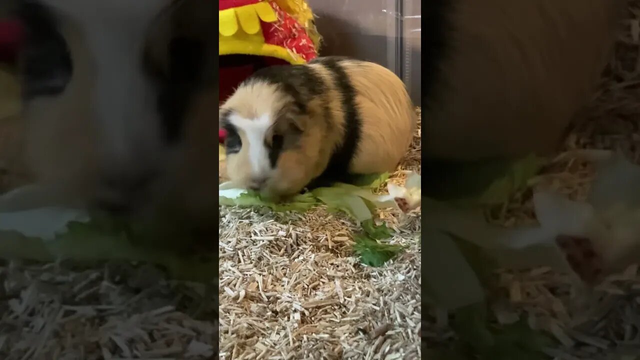 Guinea pig Svea munching some lettuce