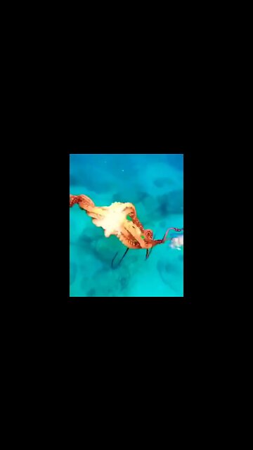 Fun with his friend octopus 🐙 #shorts #shortsfeed #clips #shortvideo