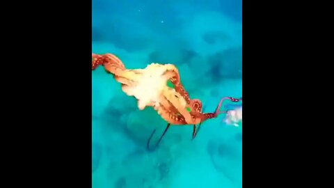 Fun with his friend octopus 🐙 #shorts #shortsfeed #clips #shortvideo