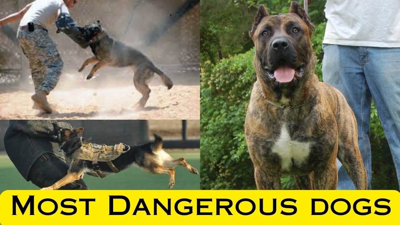 Most dangerous dogs in the world.