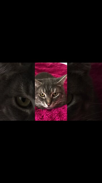 Cute little cat chat. Scared of the vacuum cleaner