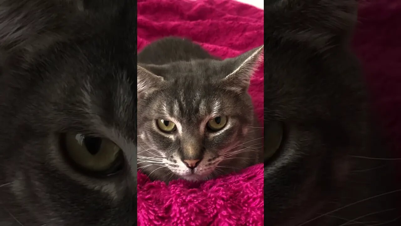 Cute little cat chat. Scared of the vacuum cleaner