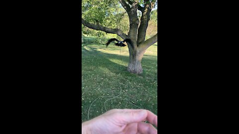 Abigail the Pied Raven recall training