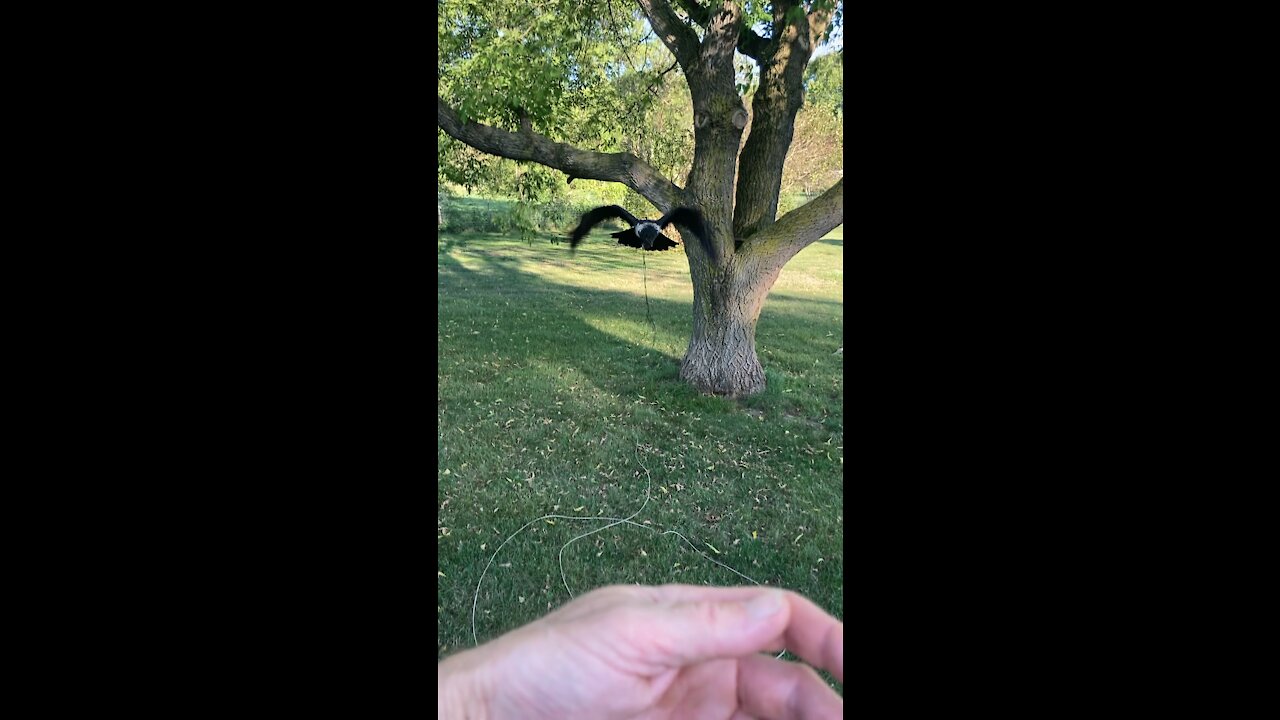 Abigail the Pied Raven recall training