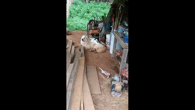 My Great Pyrenees getting a cat massage