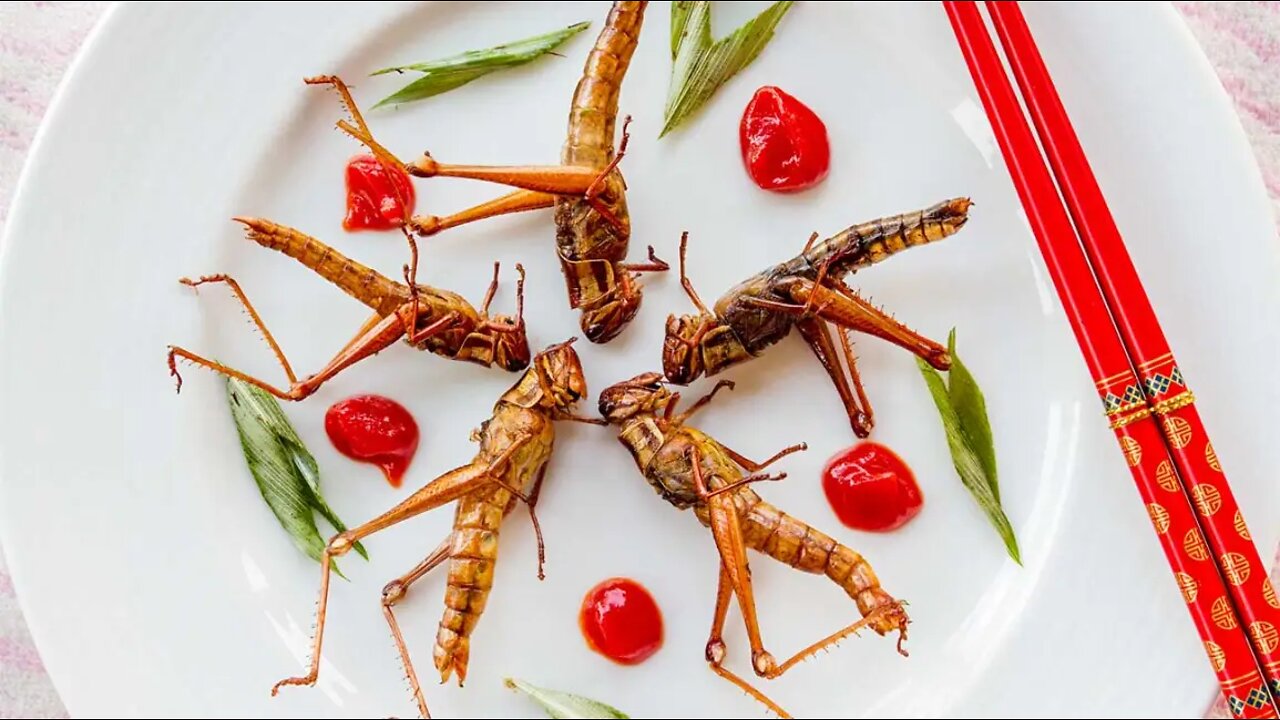 WHAT IS BEHIND WEF'S INSECTS FOR FOOD AGENDA- you might be surprised