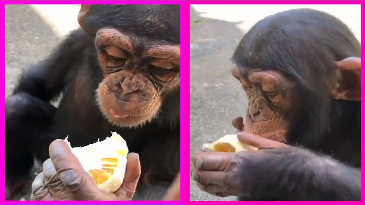 Monkey is eating food with love. in a funny way