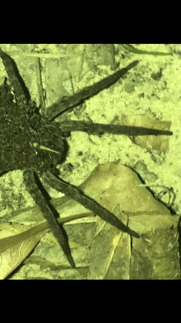 Wow bunch of baby spiders
