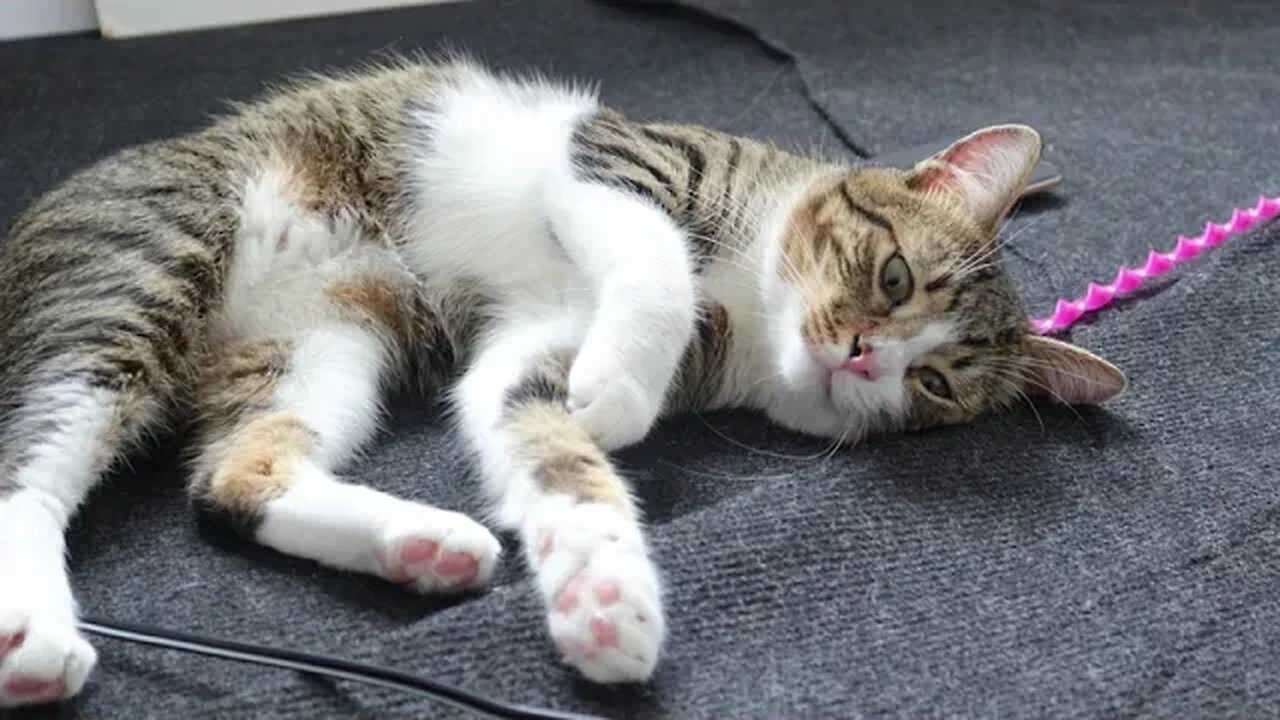 Cat Wants to Interact with His Human