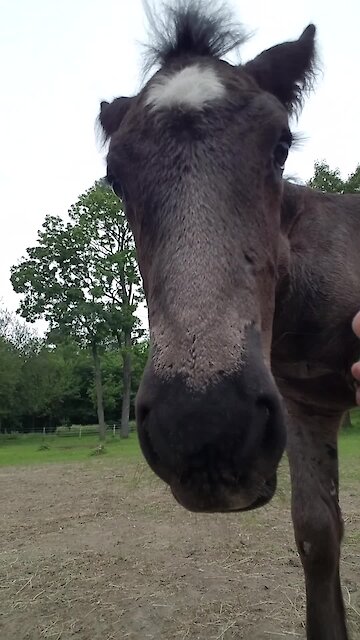 Adorable foals loves hanging out with caretaker