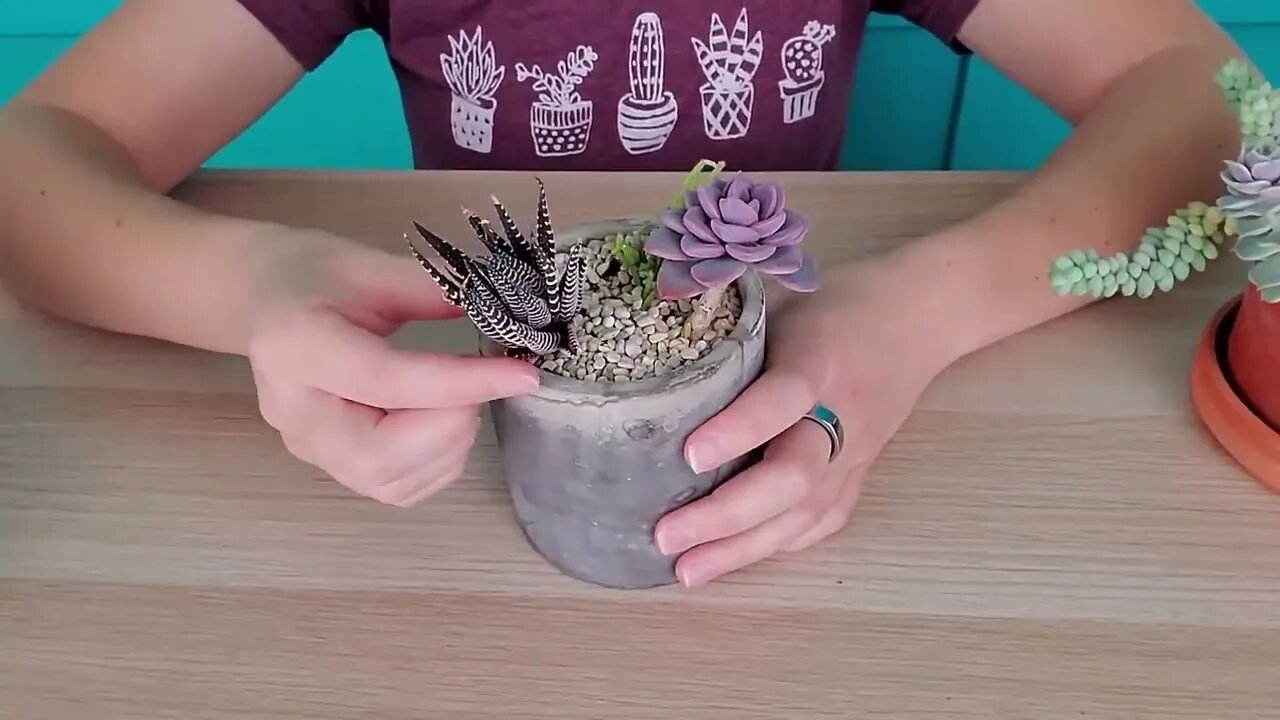 Succulent match-making -- finding succulents that work well together in arrangements