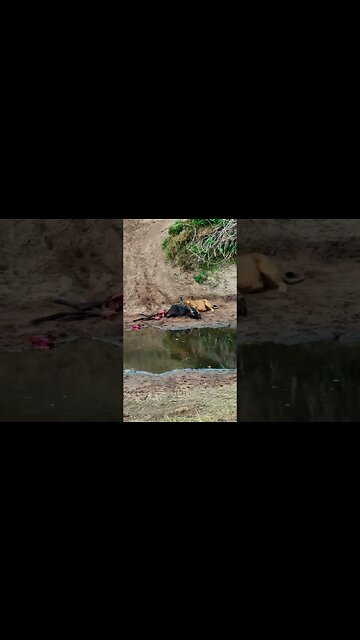 Lioness Chews A Gnu #shorts | #ShortsAfrica