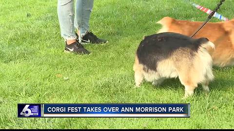 Corgi butts have taken over Boise