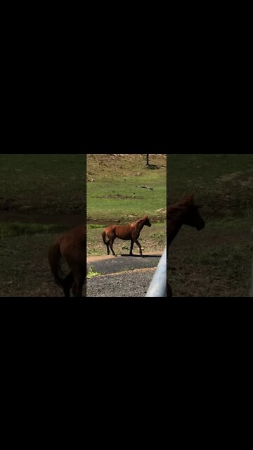 The last Brumbies roll after their swim while the other horses run around in the wind.