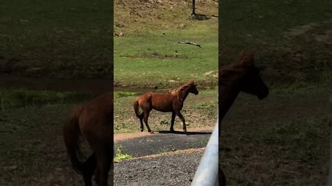 The last Brumbies roll after their swim while the other horses run around in the wind.