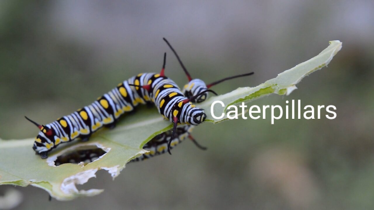 Caterpillars