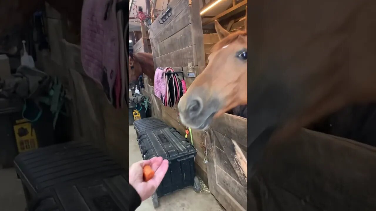 Indoor treats