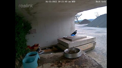 Magpies 16:11 10 20am